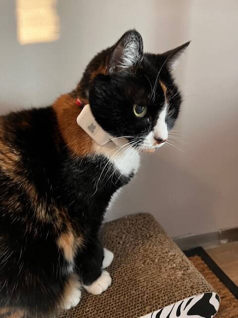 Pippa