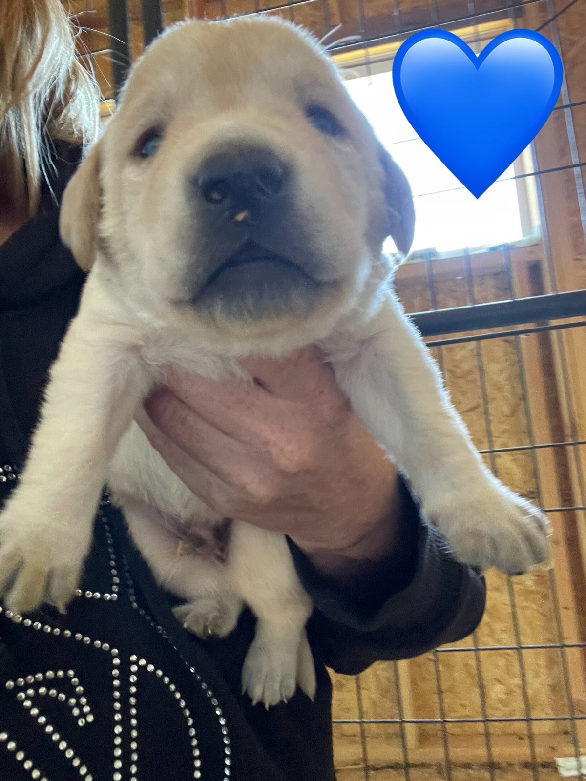 Available Puppies | Kristen's Labrador Retrievers