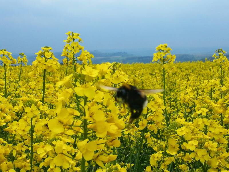 Hommels en bijen in de koolzaadvelden