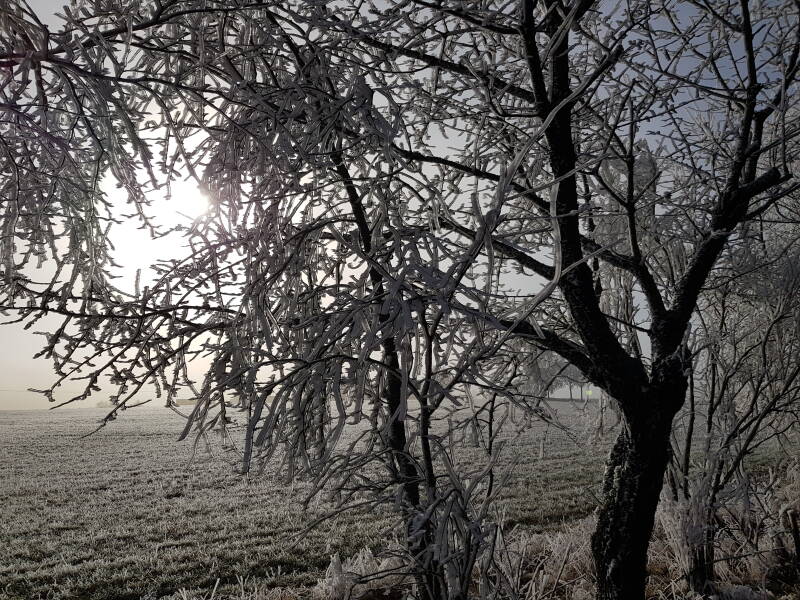 Rijp, aangevroren mist op ieder takje