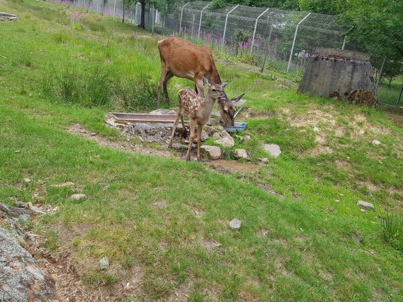 Wild spotten in 1 van de Wildparken in de buurt