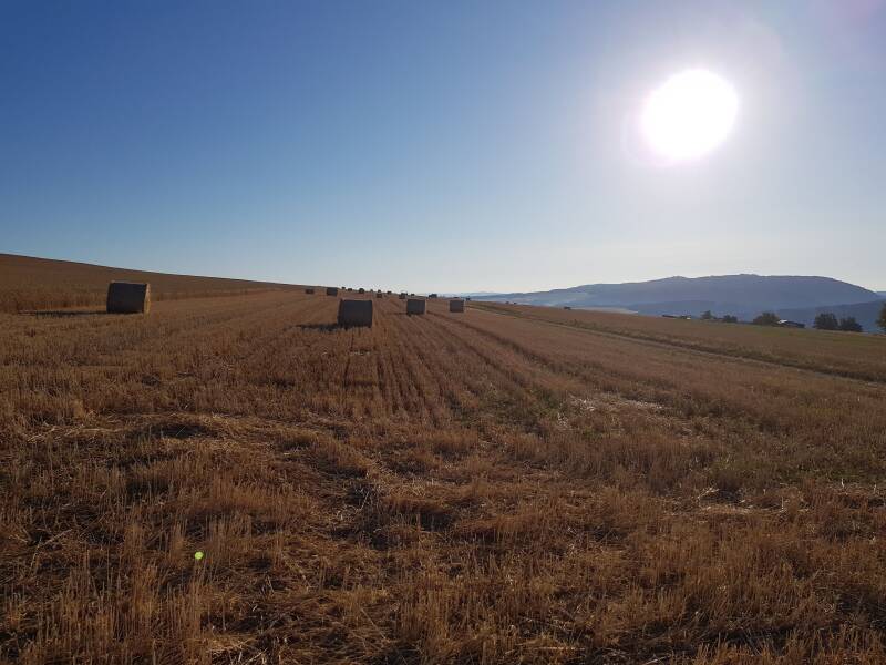 Graanvelden zijn geoogst