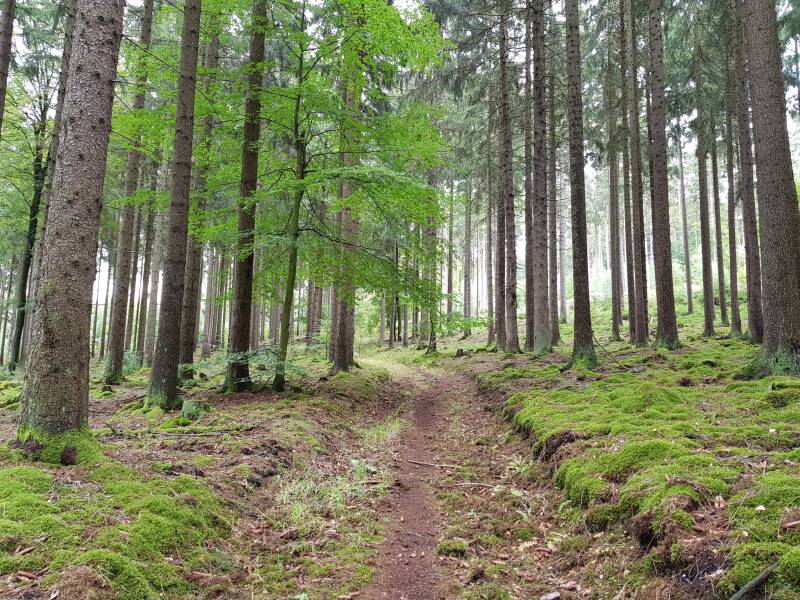 Bos op 1 km afstand van het vakantieappartement