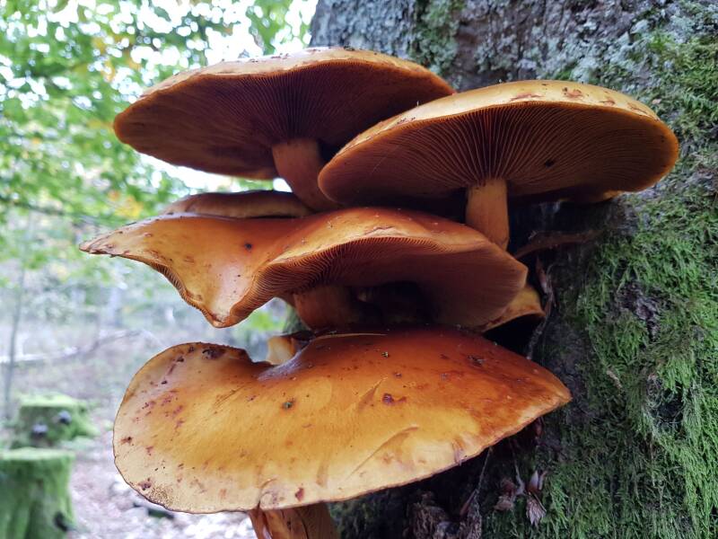 Herfstwandelingen vol met herfstpracht