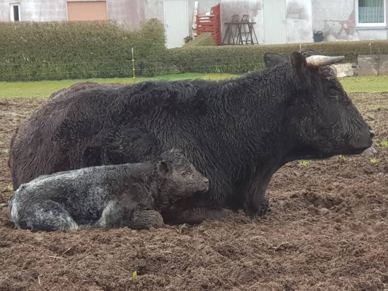 In het voorjaar worden er regelmatig kalfjes geboren ,leuk voor de kinderen