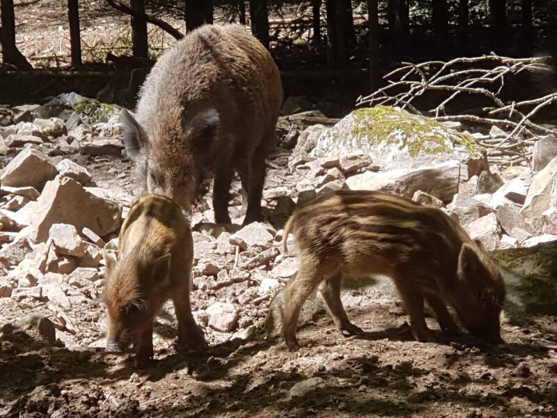 Widpark Wildenburg op 3km vanaf het vakantiehuis