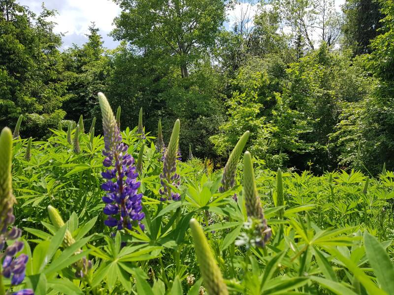 Lupines in het wild op de Erbenskopf