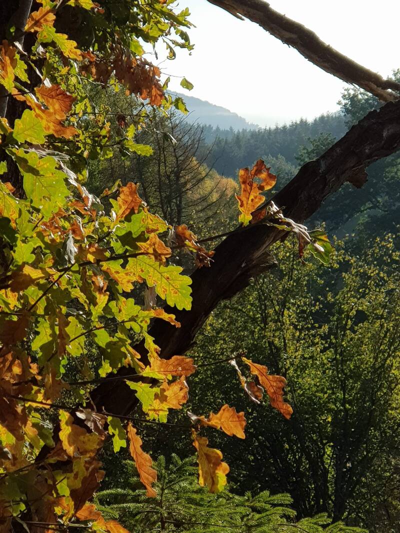 Herfst in Wirschweiler