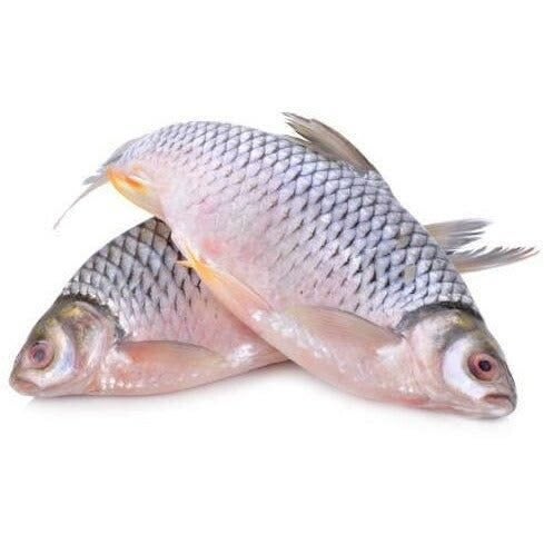 Tilapia
