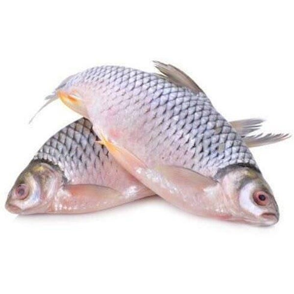 Tilapia