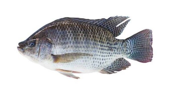 Tilapia