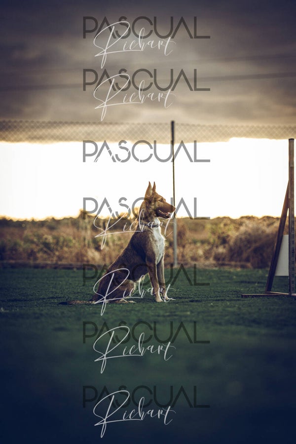 Fotografías Agility