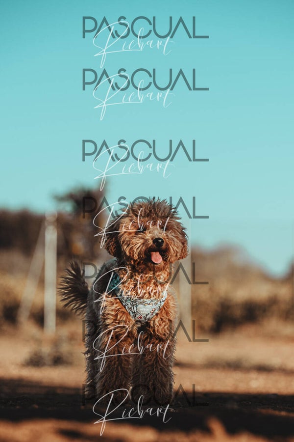 Fotografías Agility