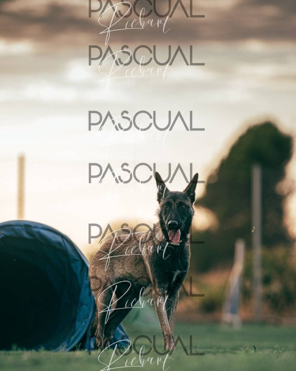 Fotografías Agility