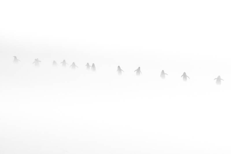 2-ja-cm-hl-ev-pb-jwa-antarctic-131-standard.jpg