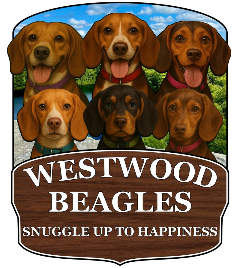 Westwood Beagles