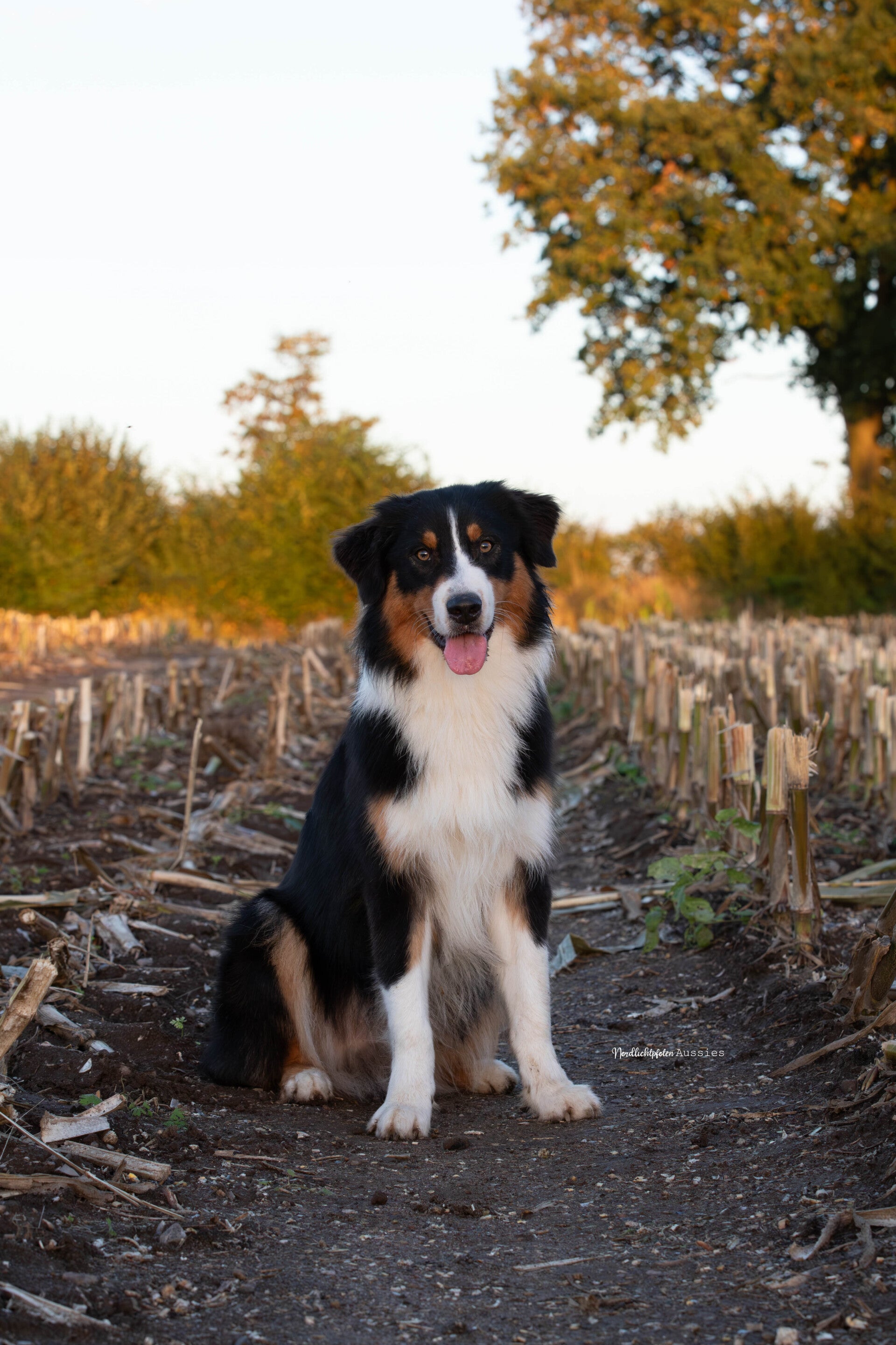 img_6851-kopie-standard.jpg