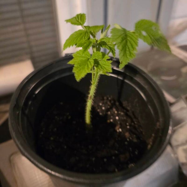 New golden raspberry