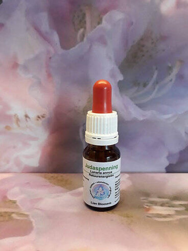 judaspenning bloesem