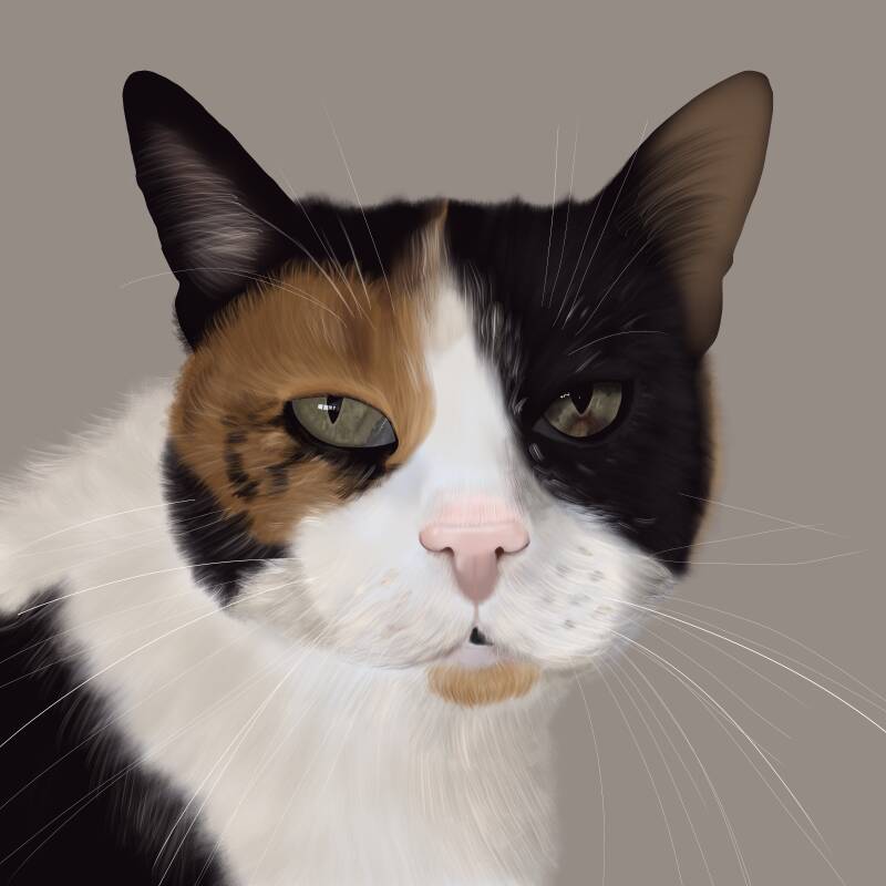 Kick ass pet portraits; een digitaal portret van een lapjeskat met een grijze achtergrond. De kat heeft mooie gevlekte groene ogen en lange witte snorharen, echt een perfect kattenportret van de kat Vlekkie.