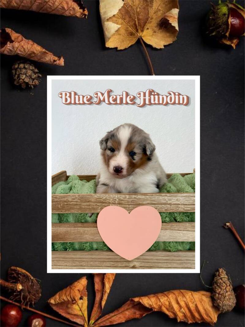 Blue Merle Hündin