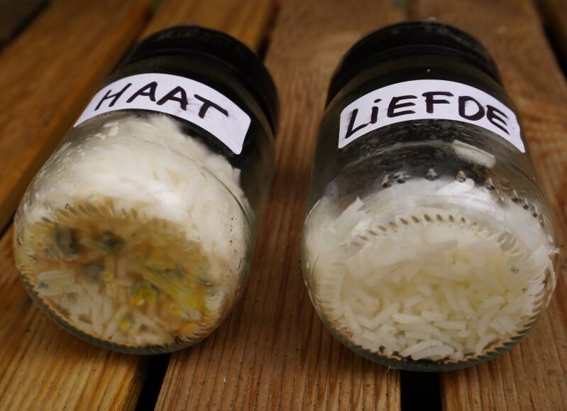 Potjes gekookte rijst welke zijn toegesproken met haat of met liefde, na 8 weken in de koelkast: Haat is beschimmeld, Liefde niet.