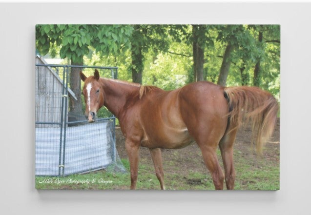 Canvas Print "Raven" Sorrel Horse