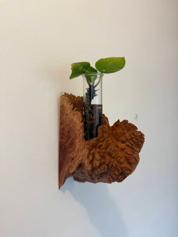 Red Mallee Burl Propagation Vase - 01268