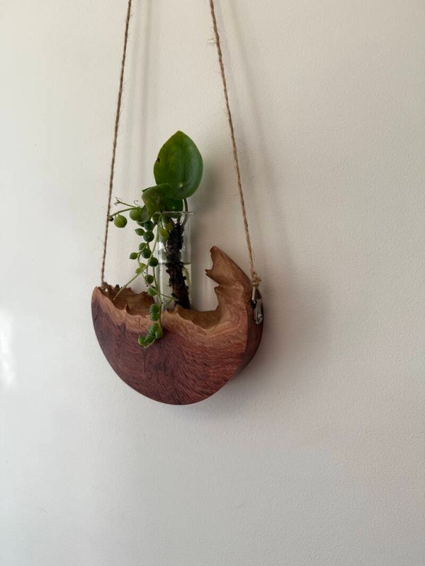 Red Mallee Burl Propagation Vase - 01262