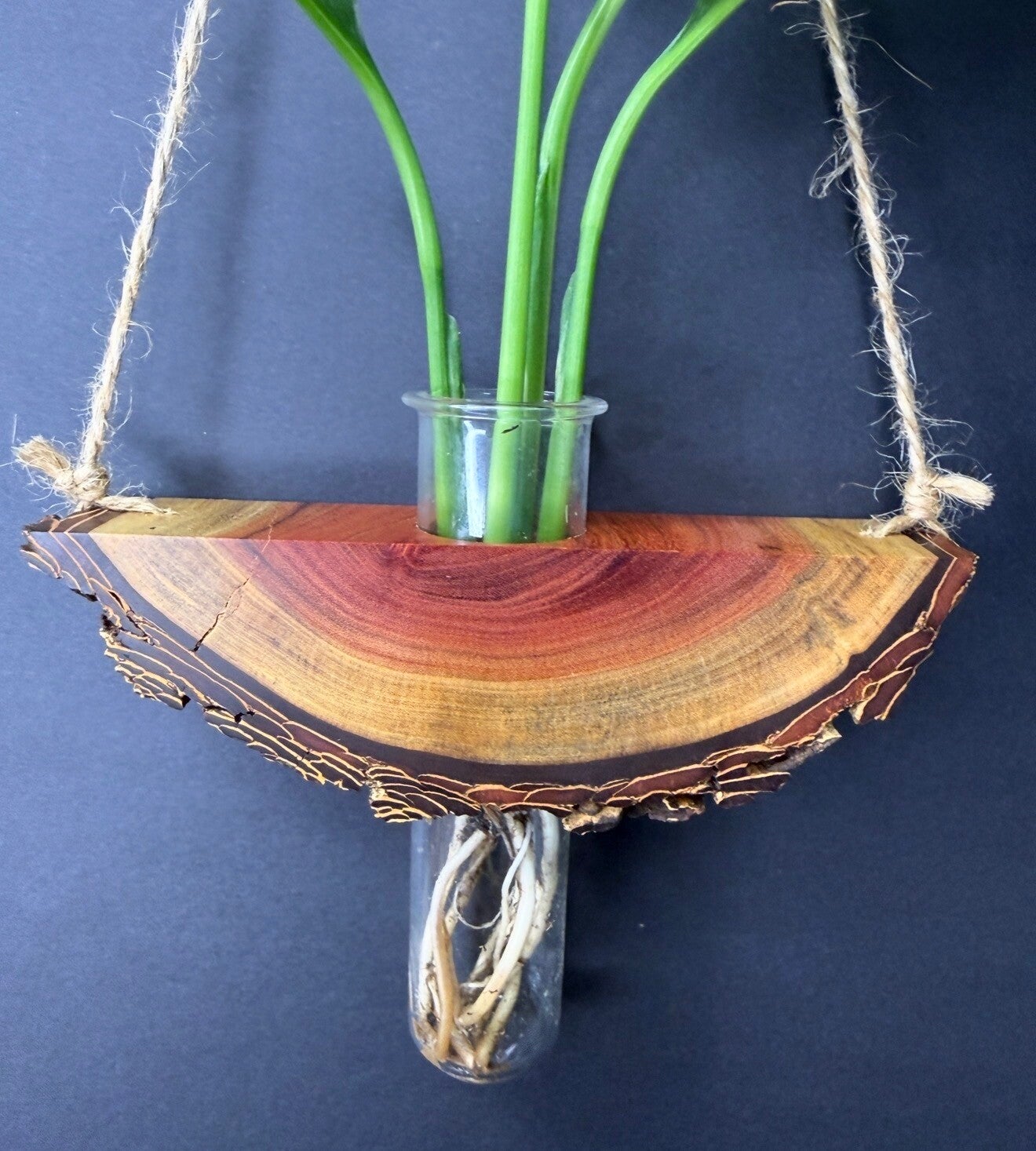 Hanging timber vase - Red Lancewood