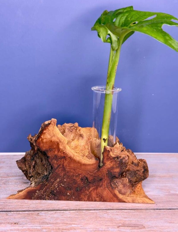 Standing Vase - Red Gum Burl