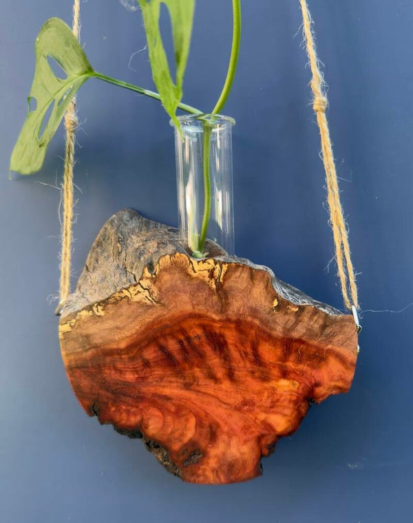 Hanging timber vase - Red Gum Burl