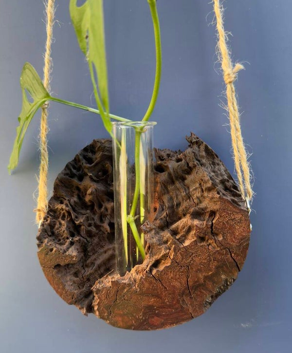 Hanging timber vase - Red Mallee Burl