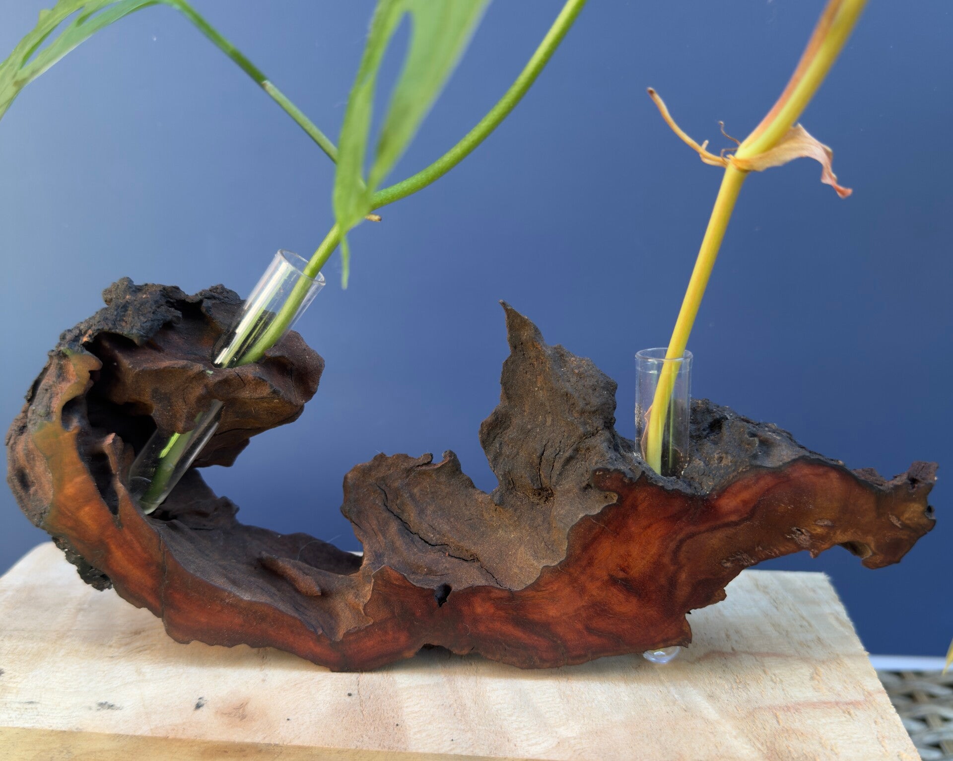Standing Vase - Red Gum Burl