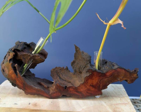 Standing Vase - Red Gum Burl