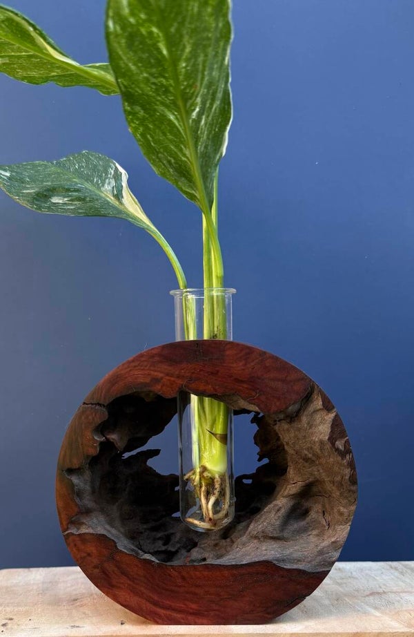 Standing Vase - Red Mallee Burl