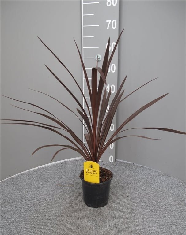 Koolpalm Cordyline australis Red Star