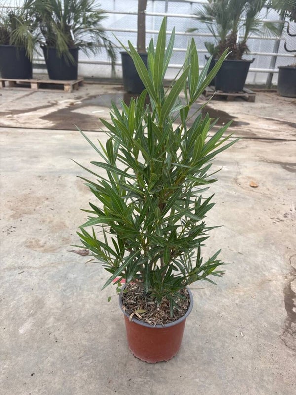 Nerium Oleander