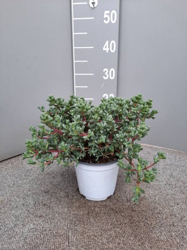 Oscularia deltioides
