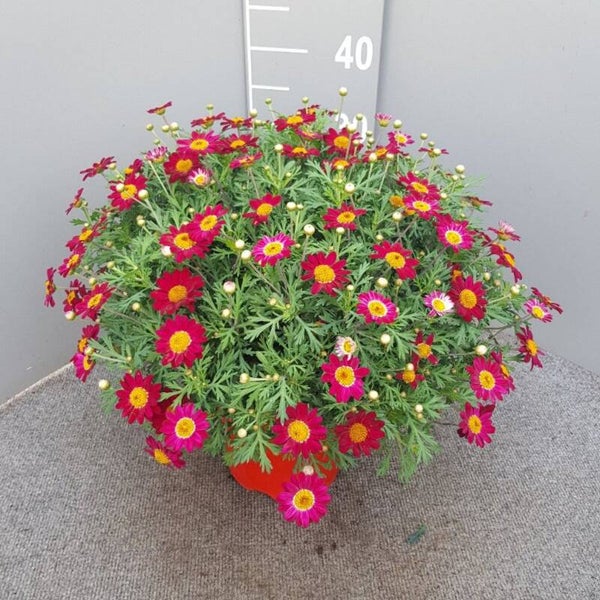 Struikmargriet