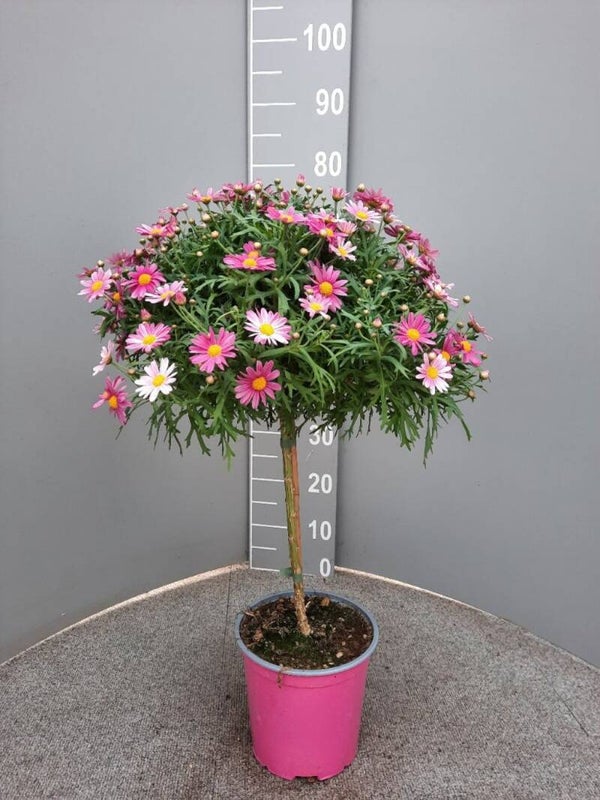 Struikmargriet