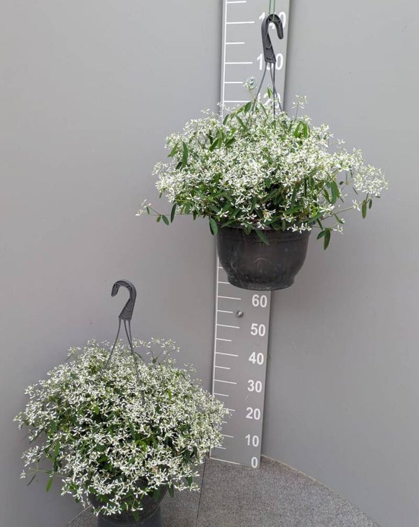 Euphorbia 'Silver Fog'