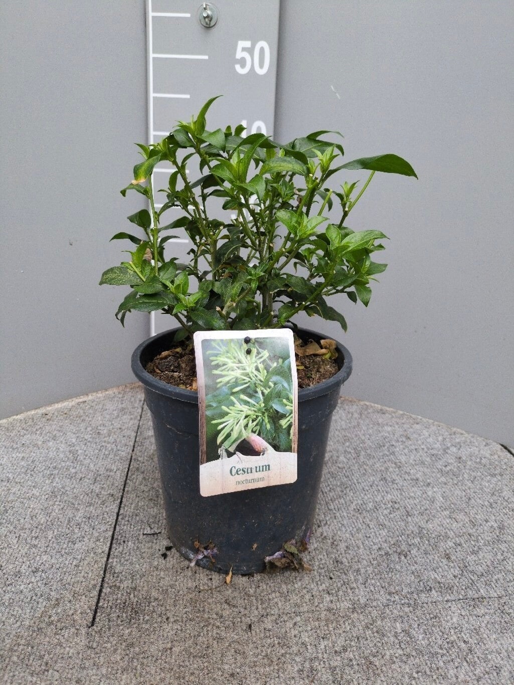 Nachtjasmijn Cestrum nocturnum