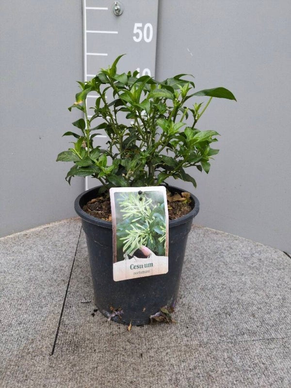 Nachtjasmijn Cestrum nocturnum