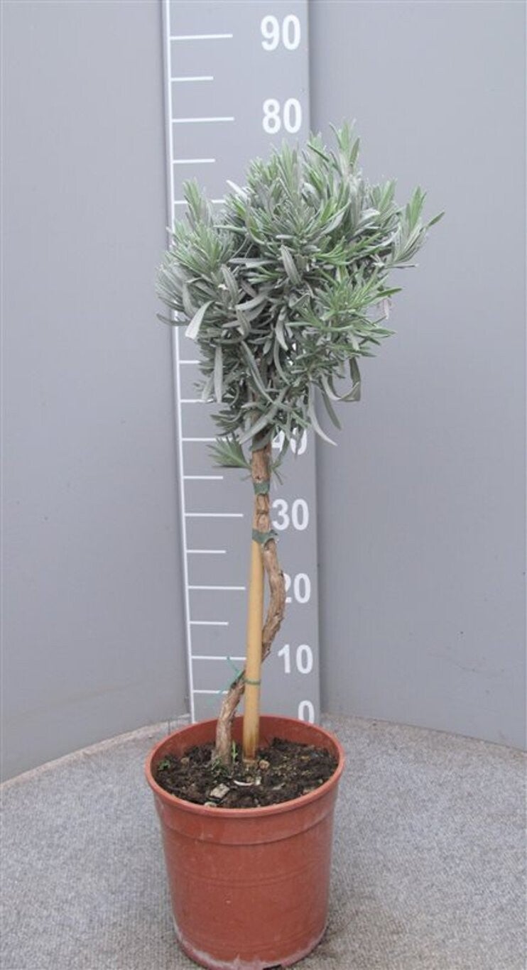 Lavendel Lavandula angustifolia
