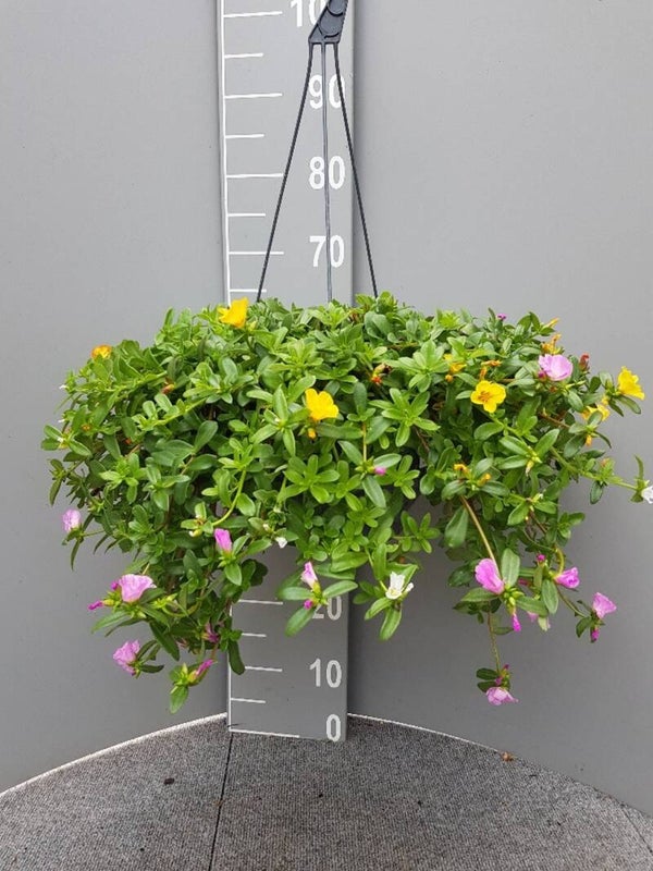 Portulaca Umbraticola