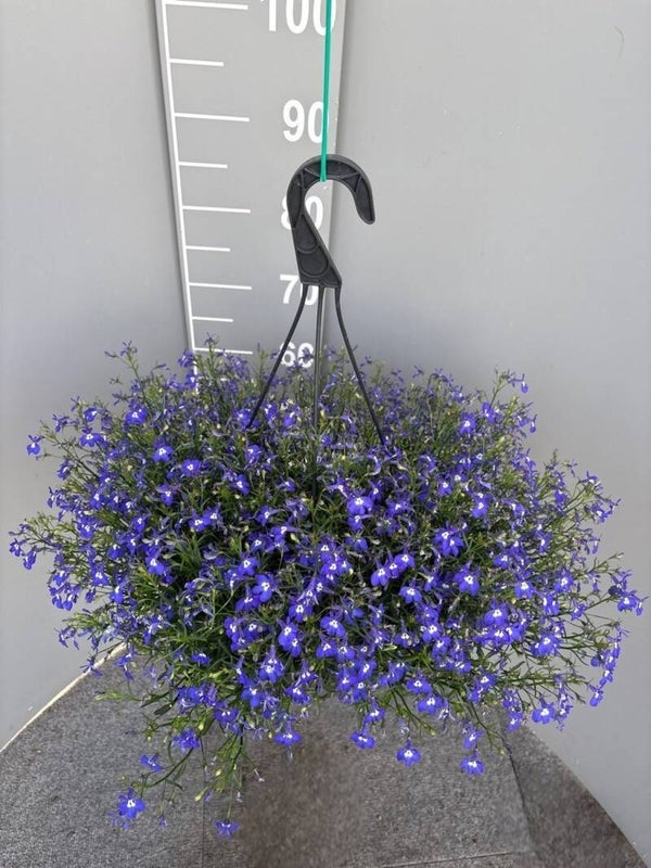 Lobelia erinus