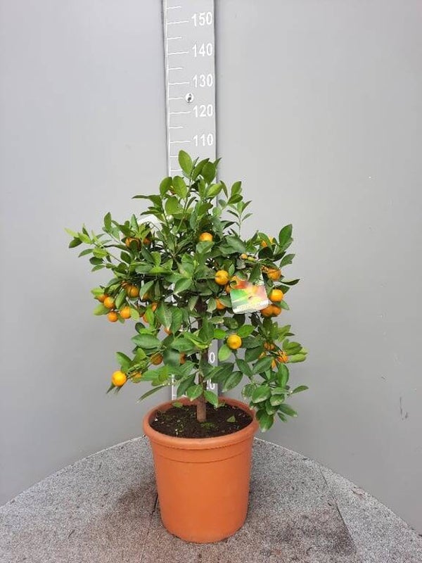 Dwerg Citrus Citrus microcarpa