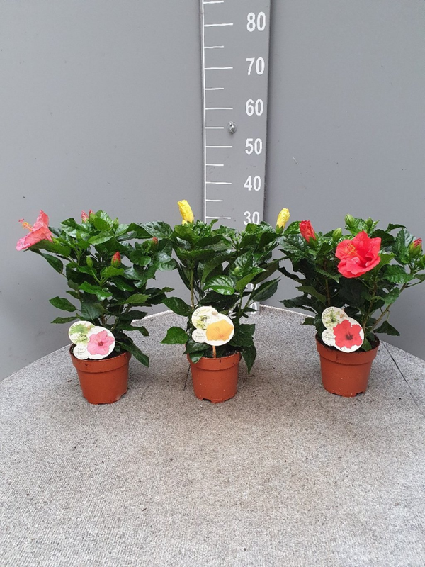 Hibiscus Rosa-Sinensis