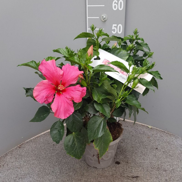Hibiscus Rosa-Sinensis